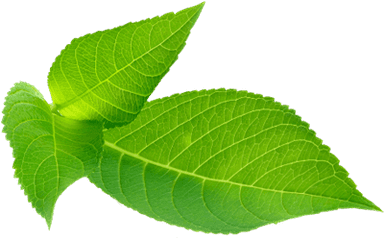 elm1